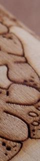 lizards detail